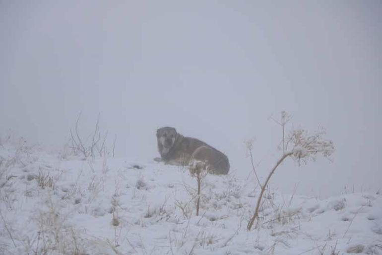 Hakkaride kar yağışı