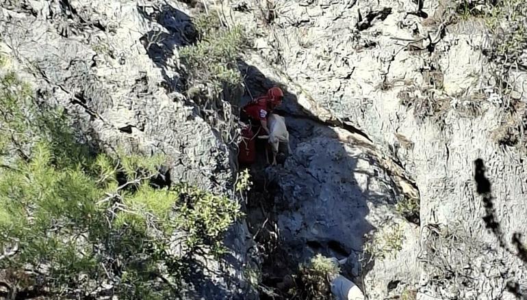 Fethiyede kayalıkta mahsur kalan 4 keçiyi, AKUT kurtardı