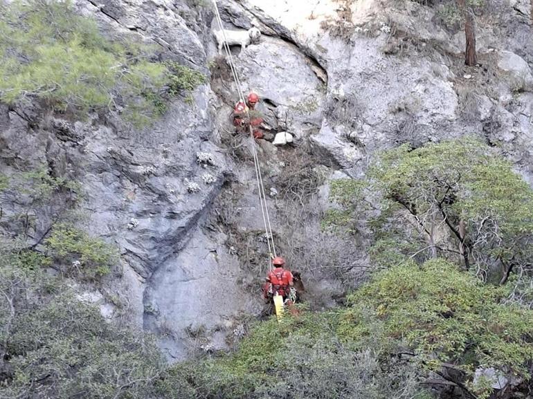 Fethiyede kayalıkta mahsur kalan 4 keçiyi, AKUT kurtardı