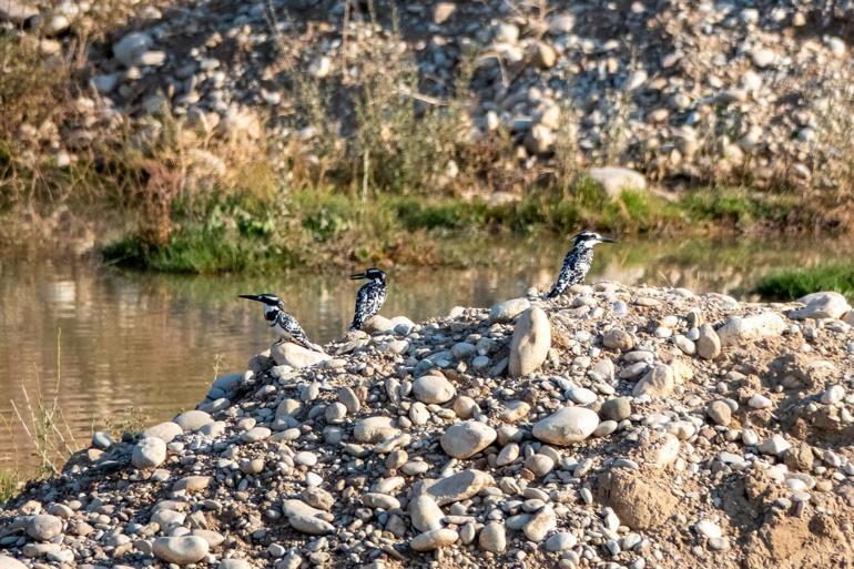 Adıyaman’da Alaca Yalıçapkını ilk kez görüntülendi
