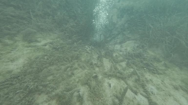 Sapanca Gölündeki kabarcıklar endişeye yol açtı; uzmanı nedenini açıkladı