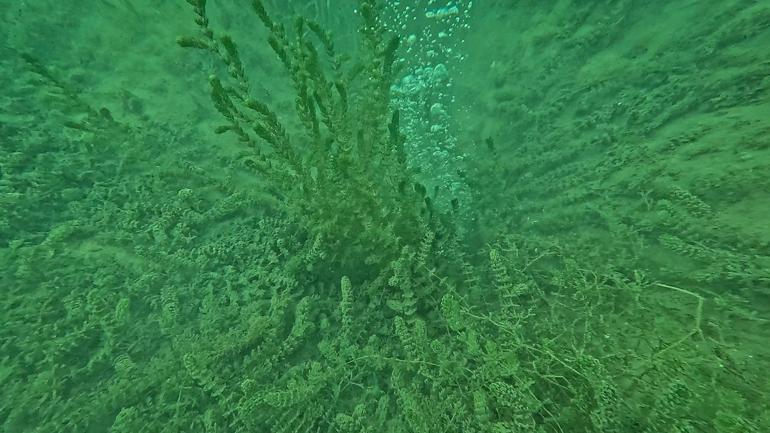 Sapanca Gölündeki kabarcıklar endişeye yol açtı; uzmanı nedenini açıkladı