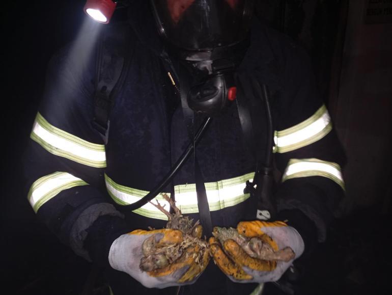 Balıkesir’de tavuk çiftliğinde çıkan yangında 5 bin civciv öldü