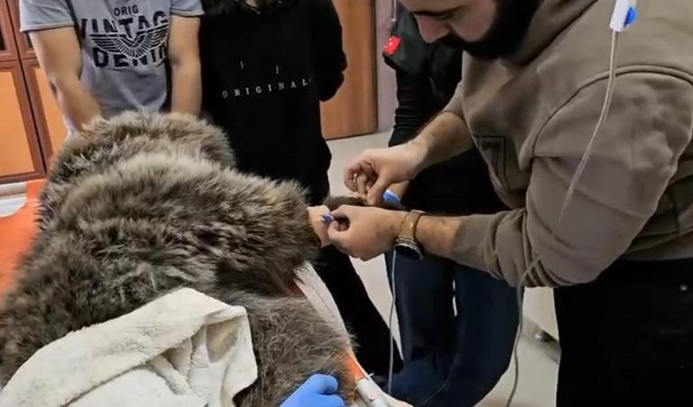 Bitkin halde bulunan yavru ayıya özel bakım