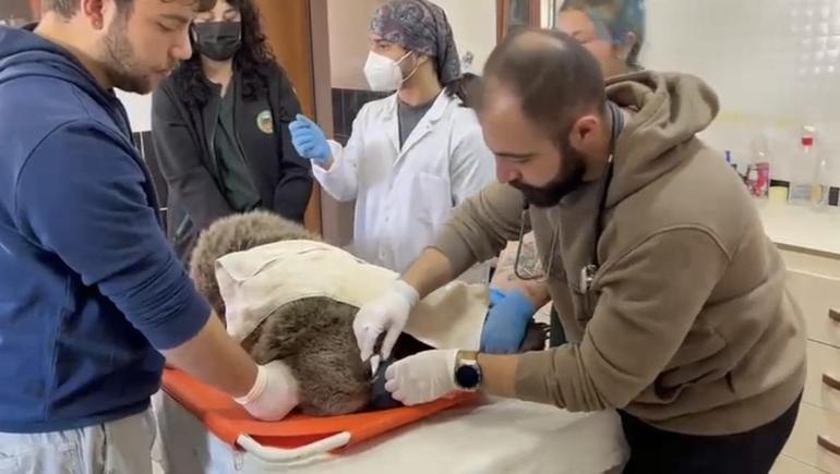 Bitkin halde bulunan yavru ayıya özel bakım
