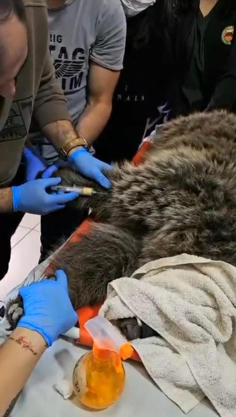 Bitkin halde bulunan yavru ayıya özel bakım