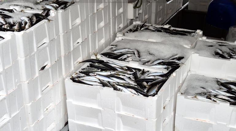 Marmarada lodos dindi; Tekirdağlı balıkçılar, 600 kasa balık avladı