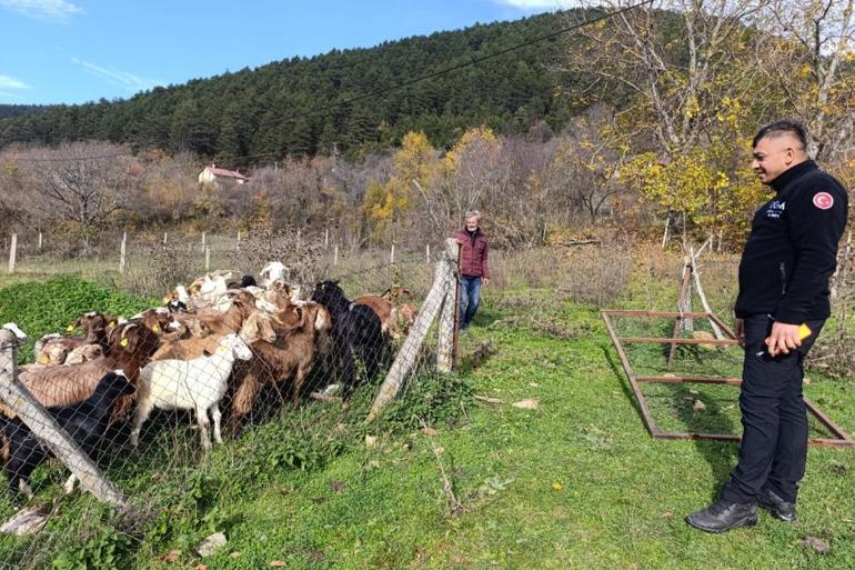 Boluda kaybolan küçükbaşlar, dronla bulundu
