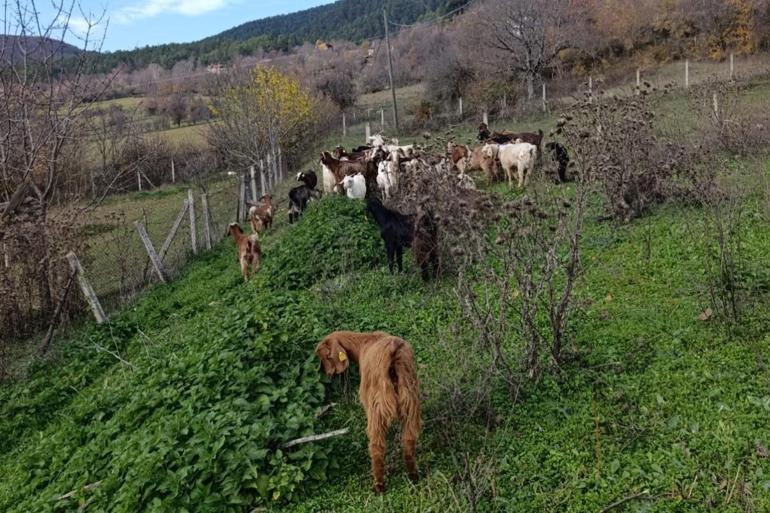 Boluda kaybolan küçükbaşlar, dronla bulundu