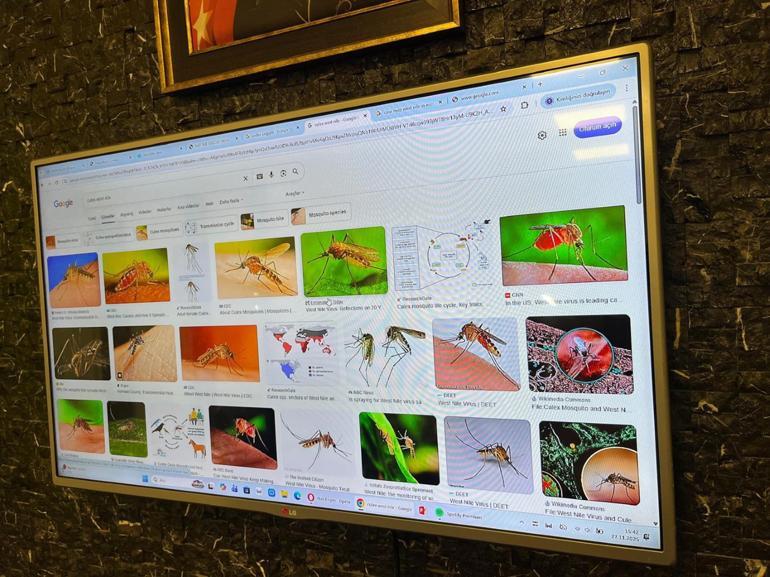 İklim değişikliği nedeniyle tropikal kökenli sivrisinekler Türkiyeye taşındı