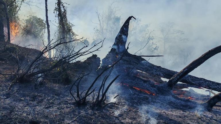 Artvin’de örtü yangını ormana yayıldı