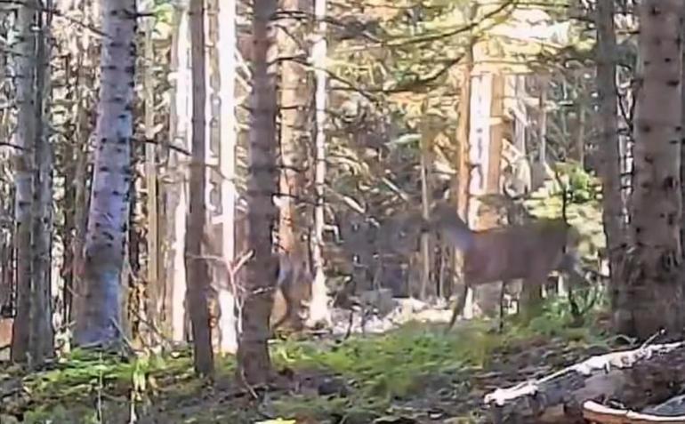 Yaban hayvanları fotokapanla görüntülendi
