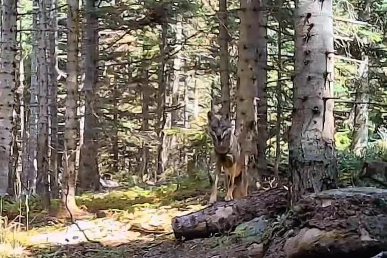 Yaban hayvanları fotokapanla görüntülendi