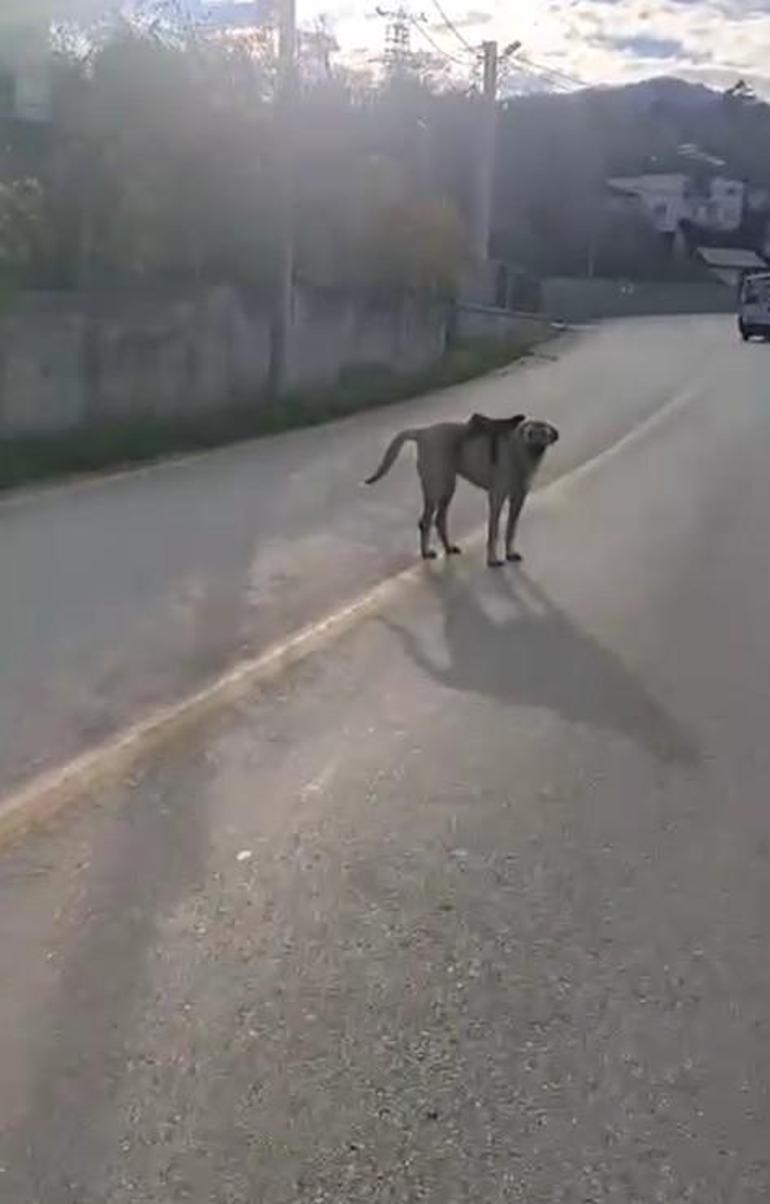 Sırtında maymun gezdiren köpek ilgi odağı oldu