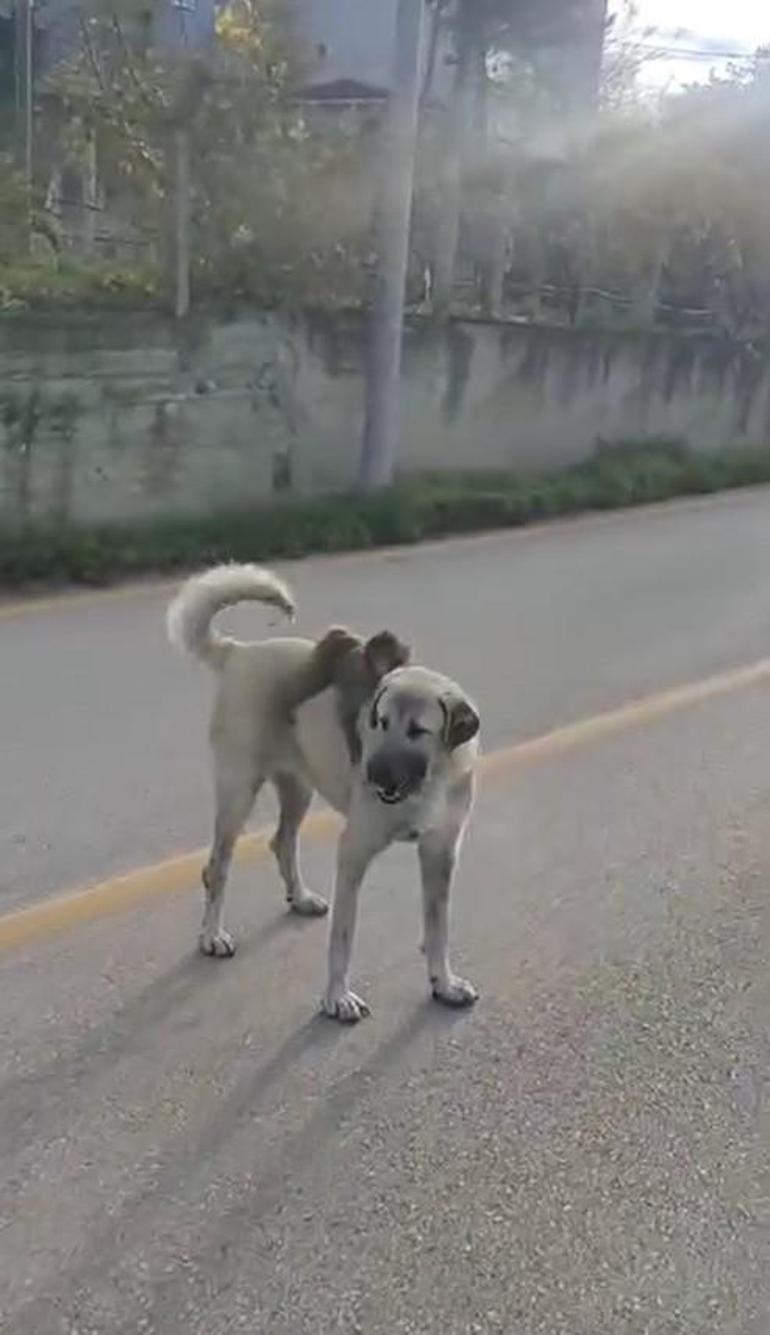 Sırtında maymun gezdiren köpek ilgi odağı oldu