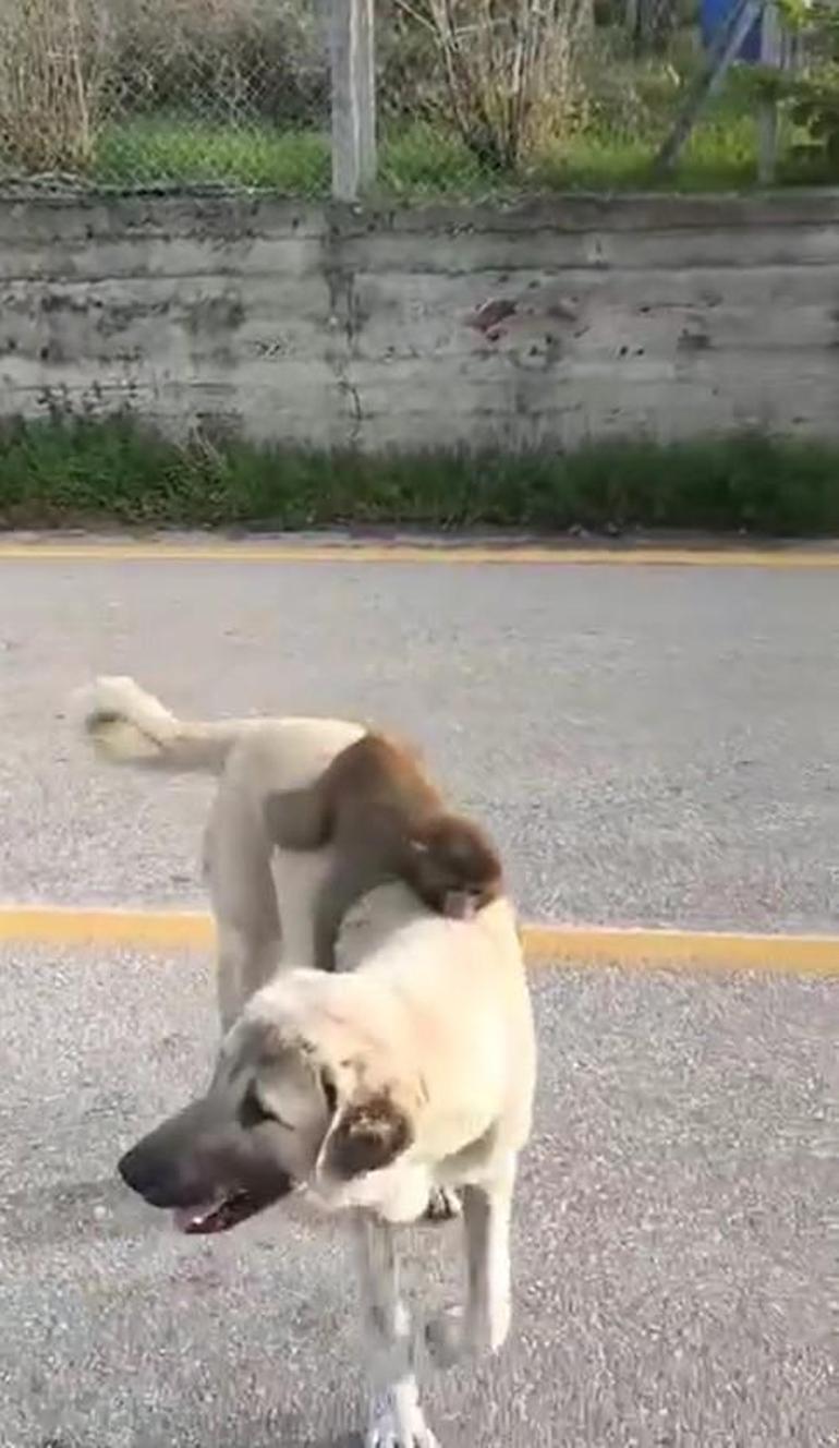 Sırtında maymun gezdiren köpek ilgi odağı oldu