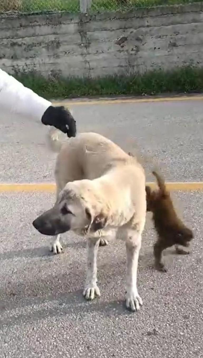 Sırtında maymun gezdiren köpek ilgi odağı oldu