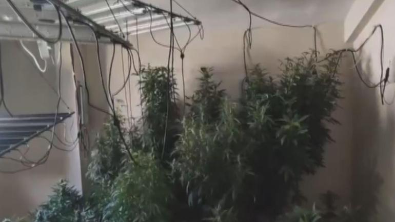 Arnavutköyde 580 gündür aranan şüpheli evinde uyuşturucu madde yetiştirirken yakalandı