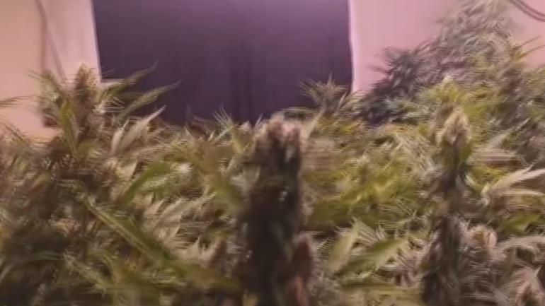 Arnavutköyde 580 gündür aranan şüpheli evinde uyuşturucu madde yetiştirirken yakalandı