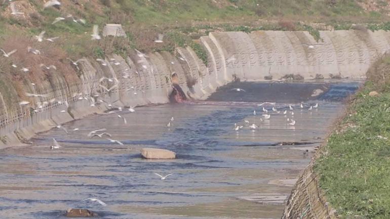 Haramiderenin rengi kırmızıya döndü; mahalleli tepki gösterdi