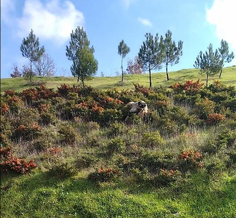Kangal köpeği ile kurdun boğuştu anlar kamerada