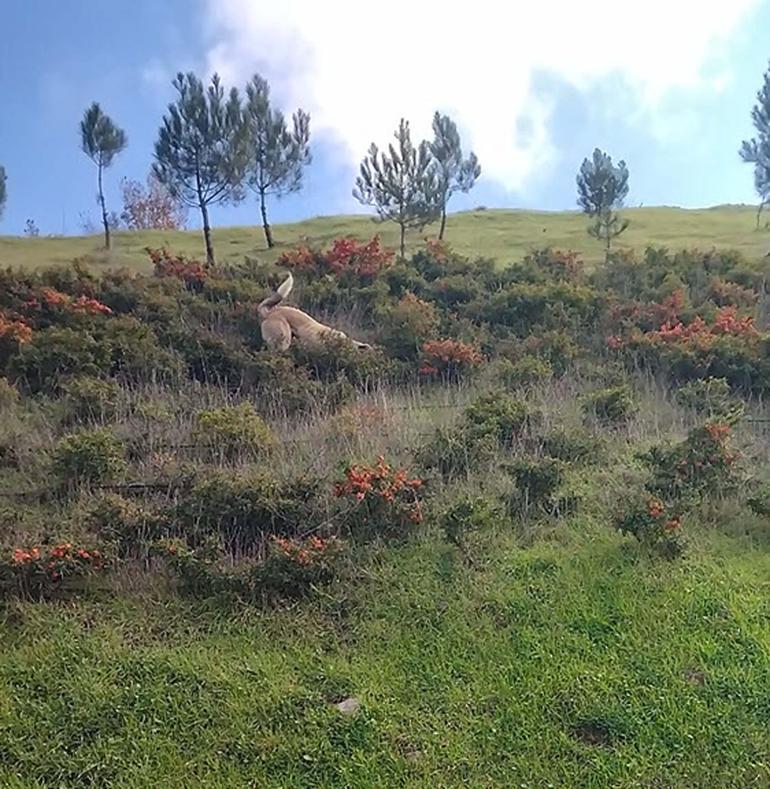 Kangal köpeği ile kurdun boğuştu anlar kamerada