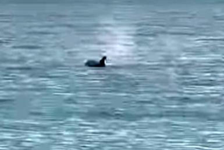 Saros’ta kıyıya yakın yüzen yunus görüntülendi