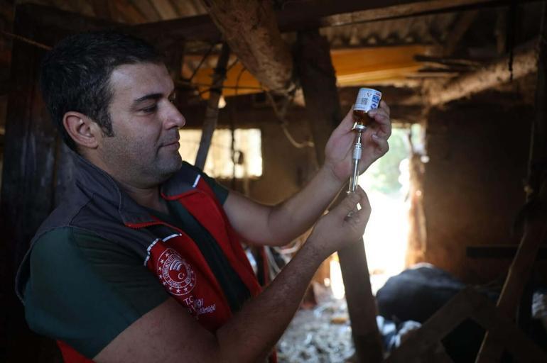 Muğlada 11 mahalle şap hastalığı nedeniyle karantina alındı