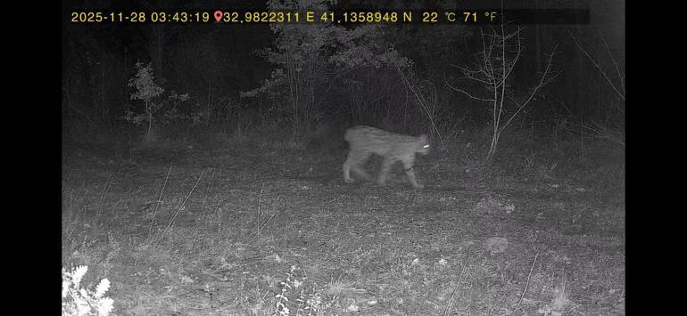 Ormanda dolaşan vaşak ile kurt fotokapana yansıdı