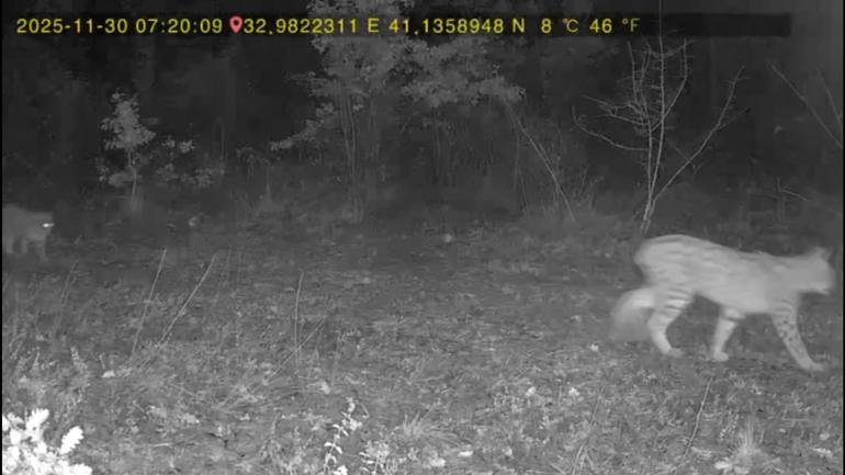 Ormanda dolaşan vaşak ile kurt fotokapana yansıdı