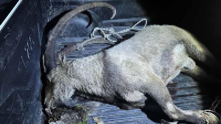 Tuncelide yaban keçisi avlayanlara dron destekli operasyon