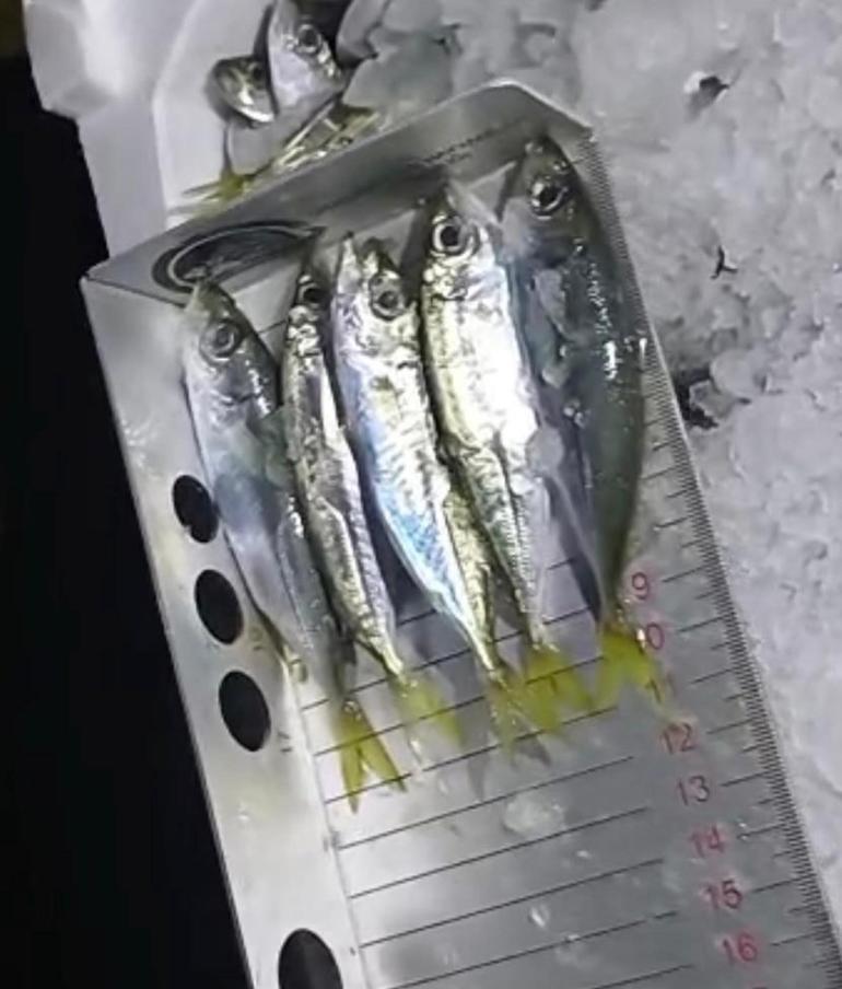 Kırklarelide el konulan 3 ton istavrit ihtiyaç sahiplerine dağıtılacak