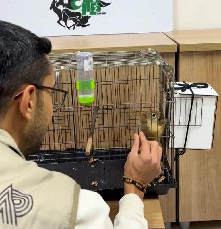 DKMP: İş yerinde tutulan sincaba el konuldu