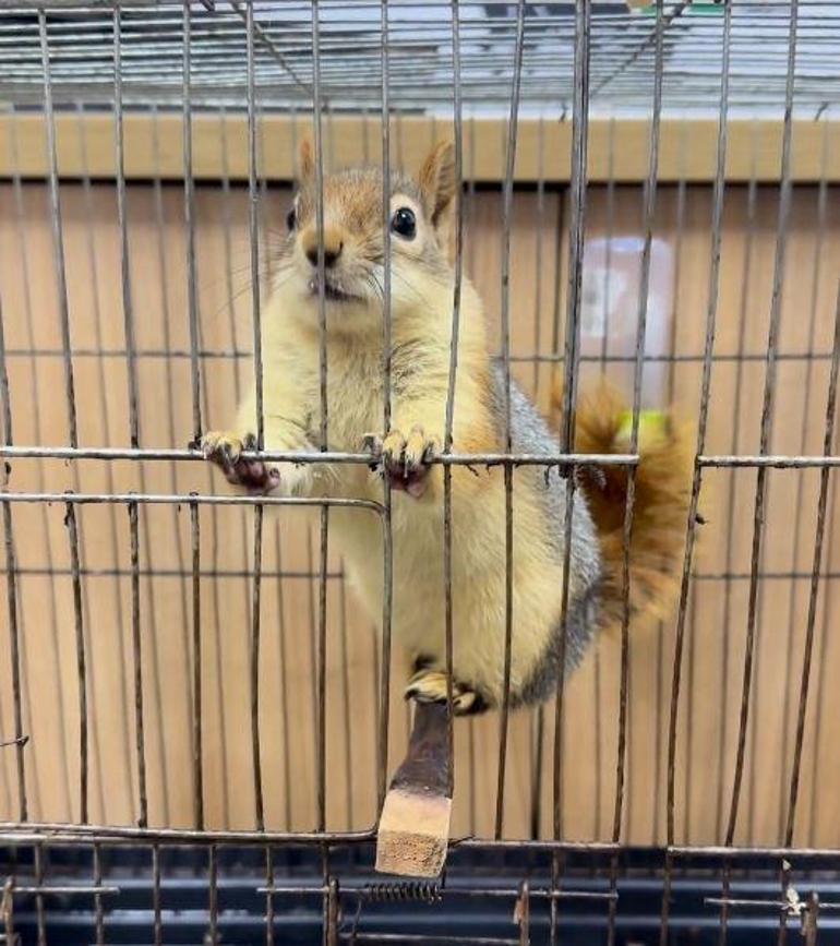 DKMP: İş yerinde tutulan sincaba el konuldu