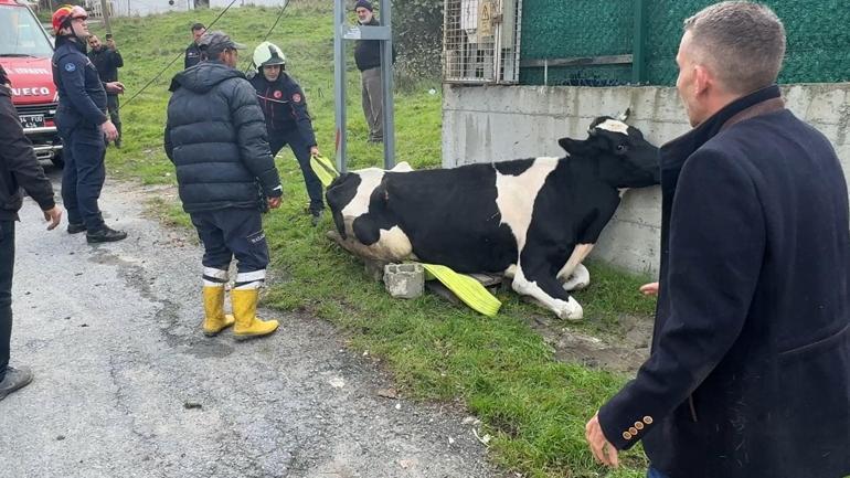 Avcılarda direk ile duvar arasında mahsur kalan ineği itfaiye kurtardı