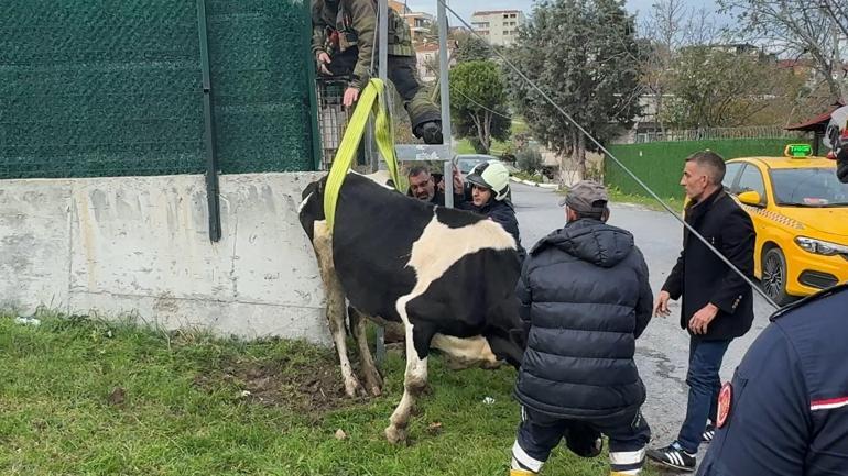 Avcılarda direk ile duvar arasında mahsur kalan ineği itfaiye kurtardı
