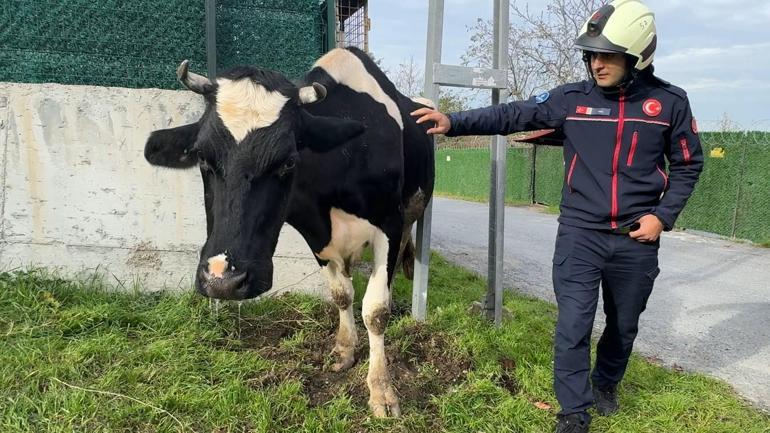 Avcılarda direk ile duvar arasında mahsur kalan ineği itfaiye kurtardı