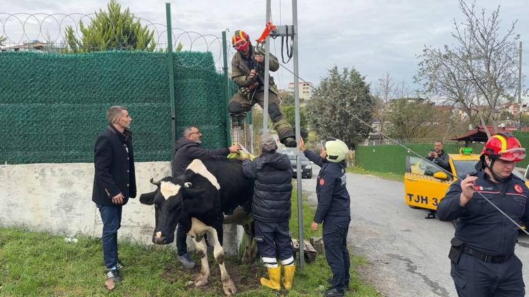 Avcılarda direk ile duvar arasında mahsur kalan ineği itfaiye kurtardı