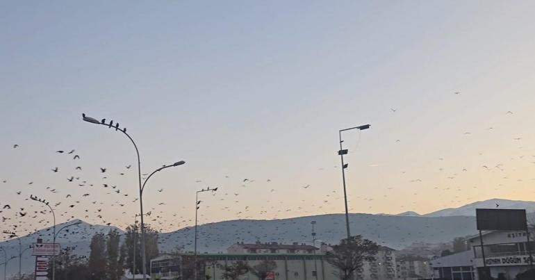 Bitliste gökyüzünde karga yoğunluğu kamerada