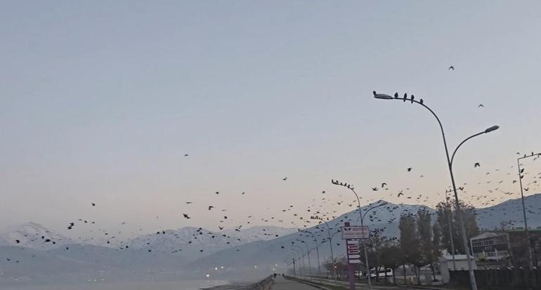 Bitliste gökyüzünde karga yoğunluğu kamerada