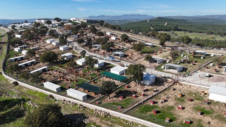 Sahiplendiği 2 köpeği sokağa terk eden kadına 172 bin 716 TL ceza