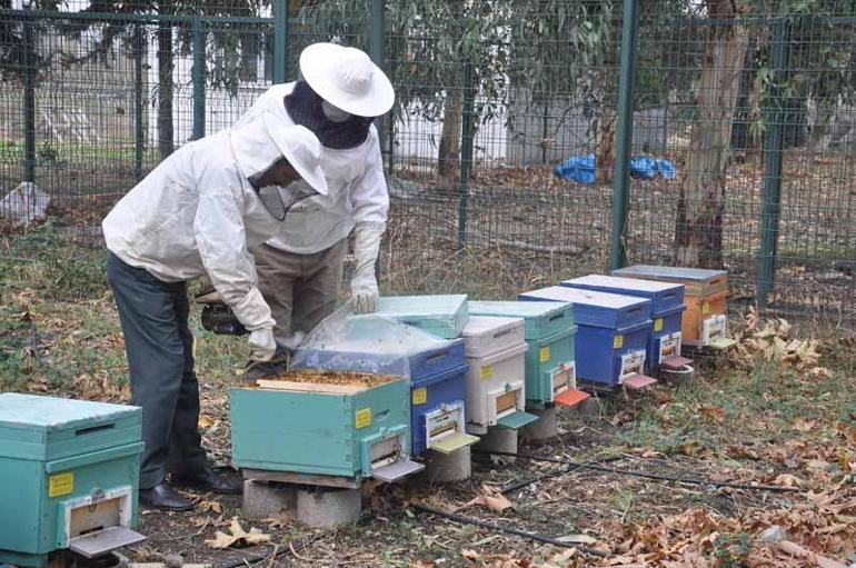 İyi bal donar, mutlaka sıvı olması gerekmiyor