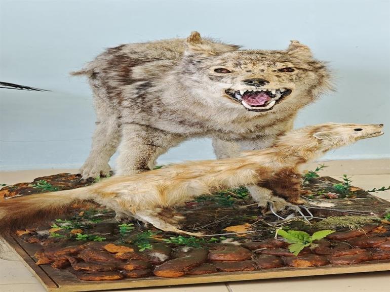 Yaban hayvanlarına yaklaşmanın ve temas kurmanın ciddi biyogüvenlik riskleri var