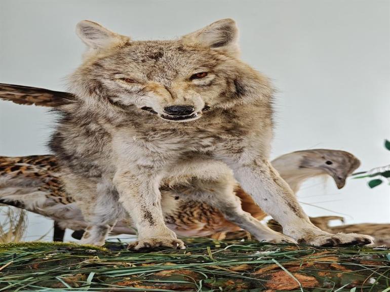 Yaban hayvanlarına yaklaşmanın ve temas kurmanın ciddi biyogüvenlik riskleri var