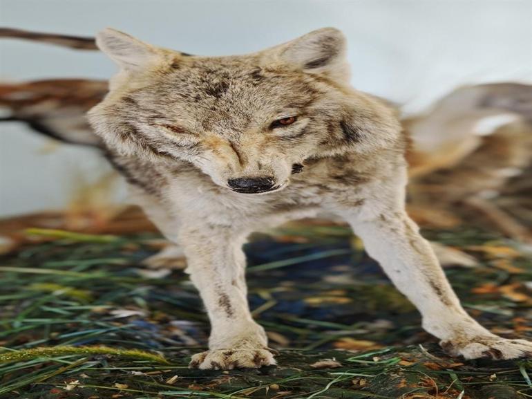 Yaban hayvanlarına yaklaşmanın ve temas kurmanın ciddi biyogüvenlik riskleri var