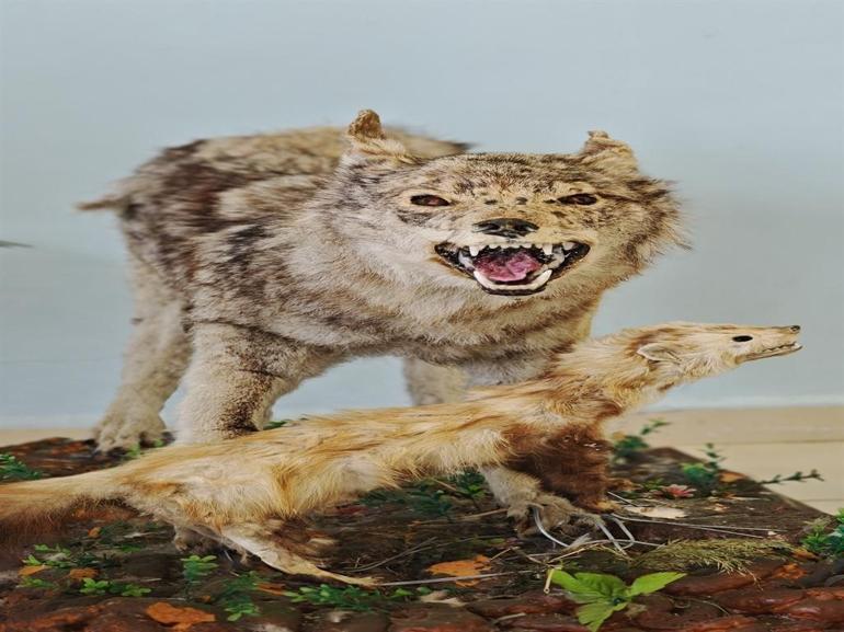 Yaban hayvanlarına yaklaşmanın ve temas kurmanın ciddi biyogüvenlik riskleri var