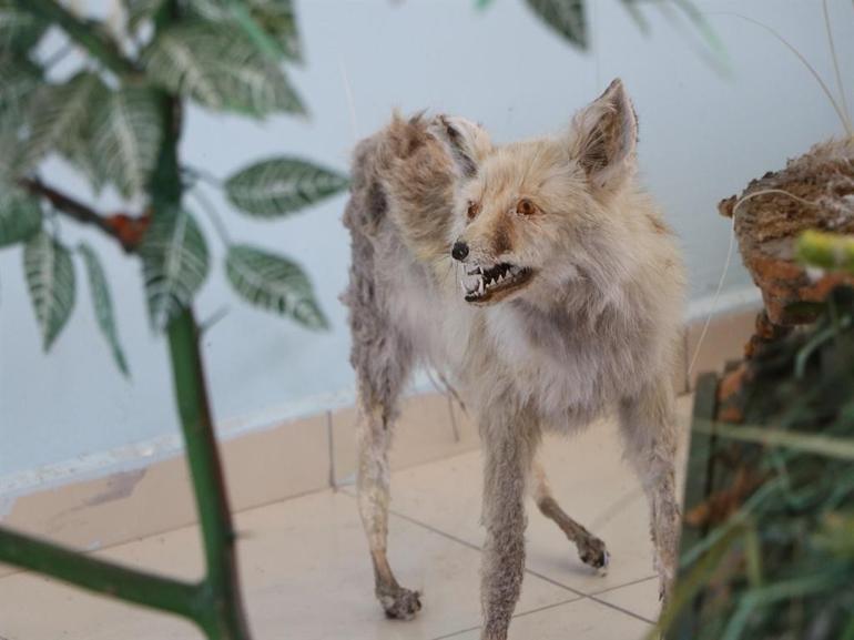 Yaban hayvanlarına yaklaşmanın ve temas kurmanın ciddi biyogüvenlik riskleri var