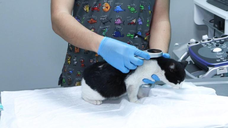 Evcil hayvanlara çip taktırmak için son gün 31 Aralık