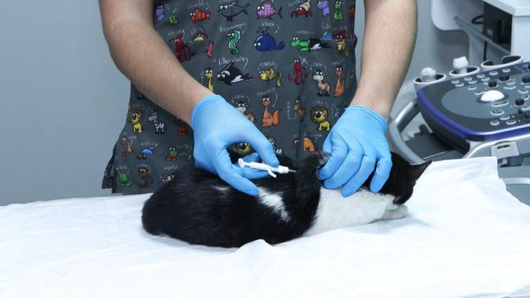 Evcil hayvanlara çip taktırmak için son gün 31 Aralık