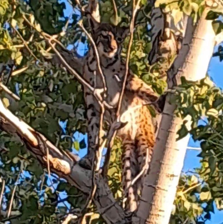 Prof. Dr. Sözen: Ağaçtaki Anadolu Parsı değil, vaşak